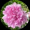 elizabethanne88